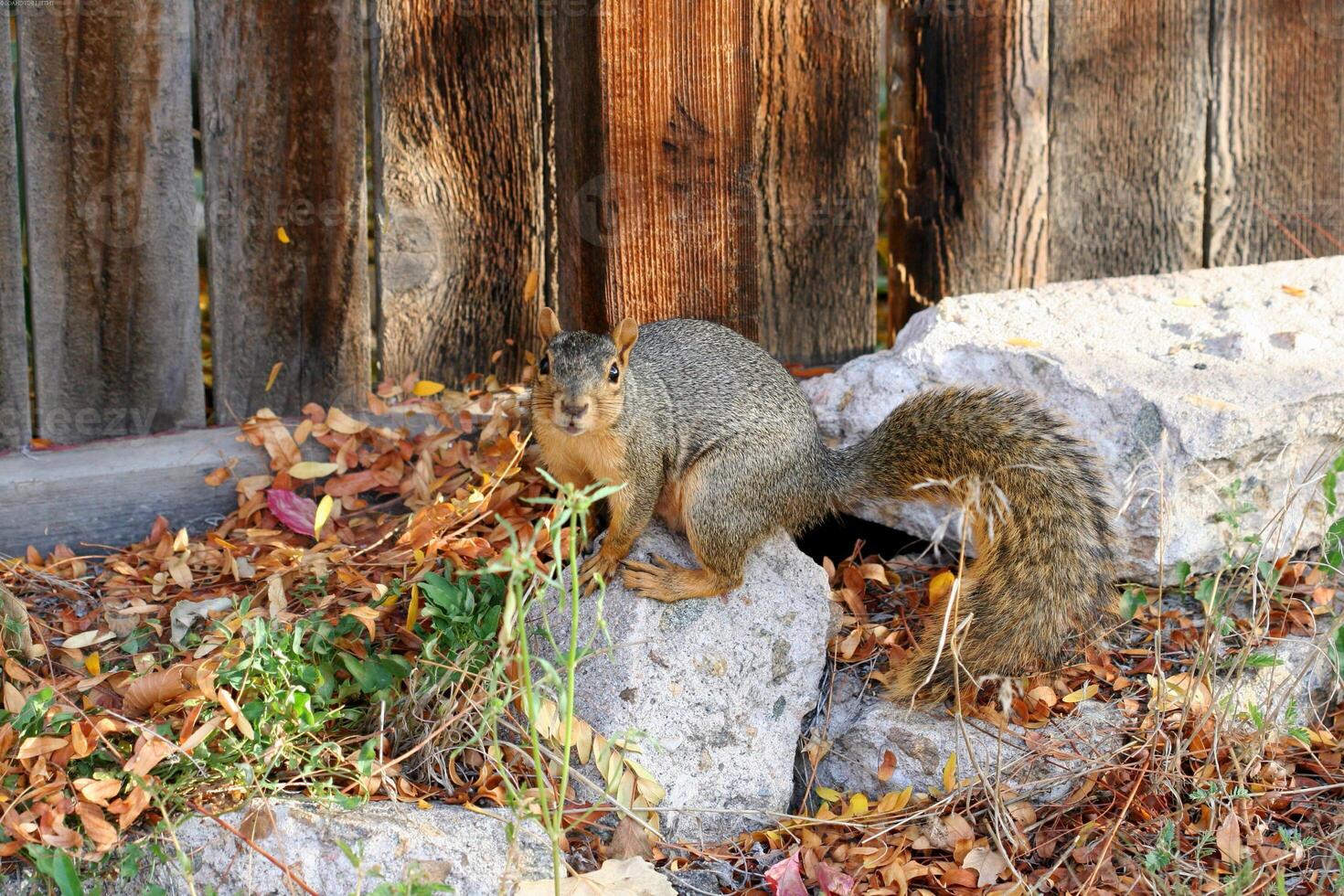 Squirrel close view background. Cute little squirrel in its natural habitat photo