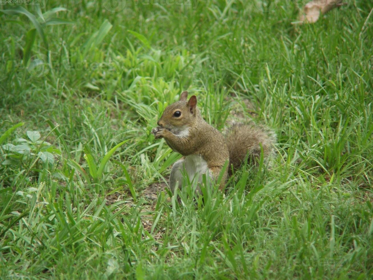Squirrel close view background. Cute little squirrel in its natural habitat photo