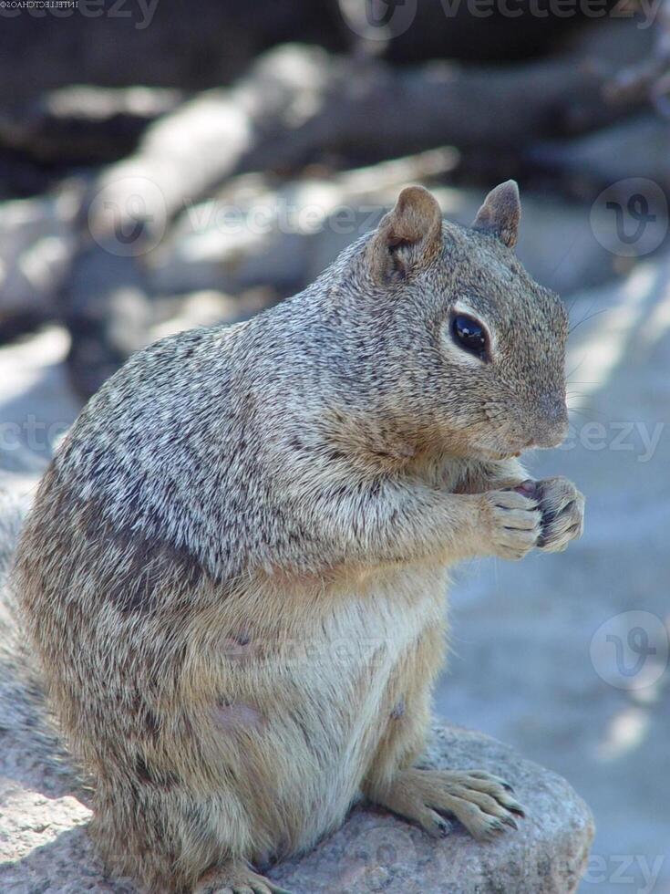 Squirrel close view background. Cute little squirrel in its natural habitat photo