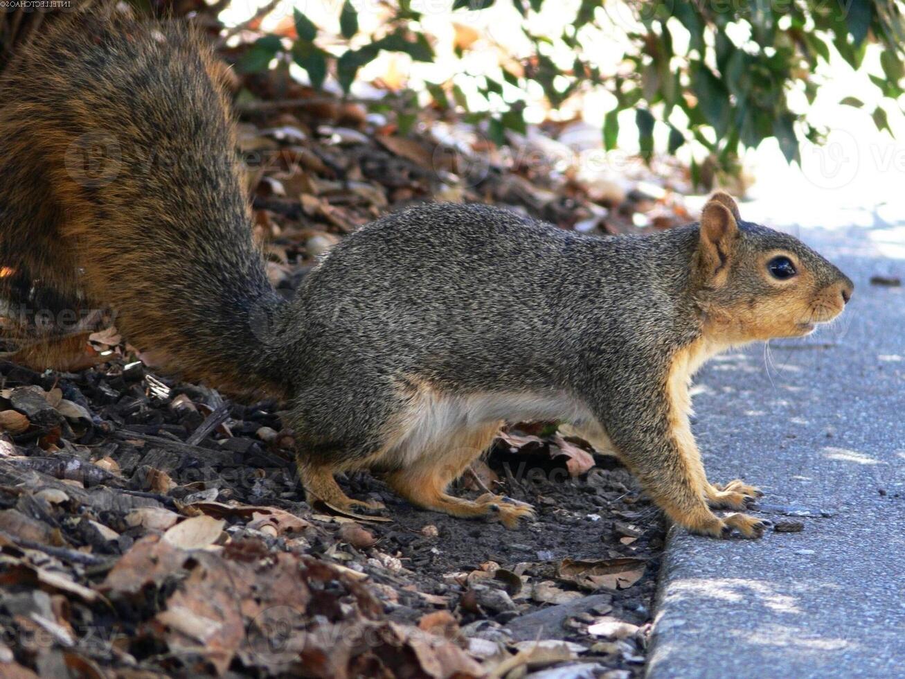 Squirrel close view background. Cute little squirrel in its natural habitat photo