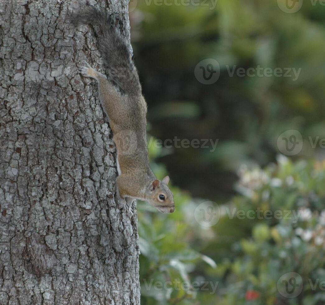 Squirrel close view background. Cute little squirrel in its natural habitat photo