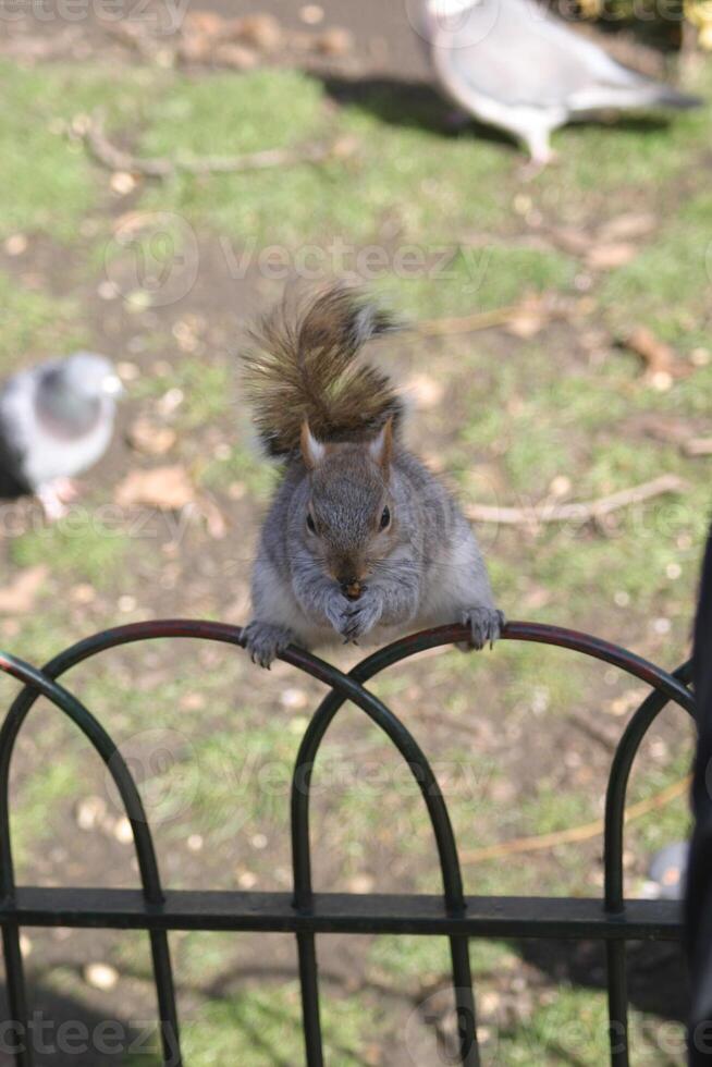 Squirrel close view background. Cute little squirrel in its natural habitat photo
