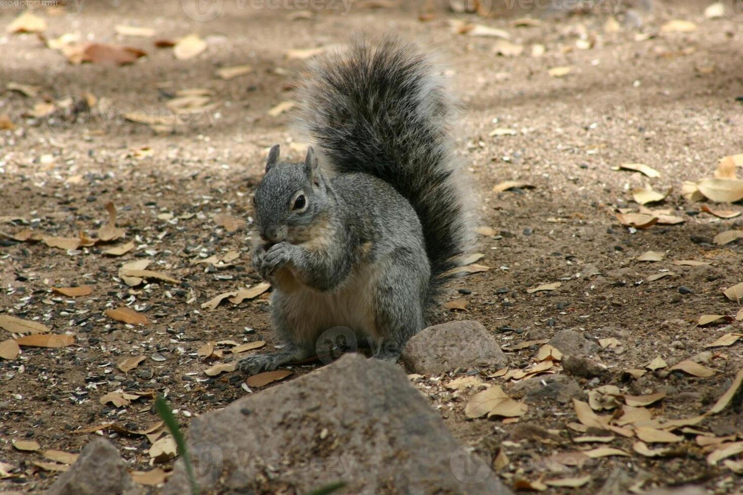 Squirrel close view background. Cute little squirrel in its natural habitat photo