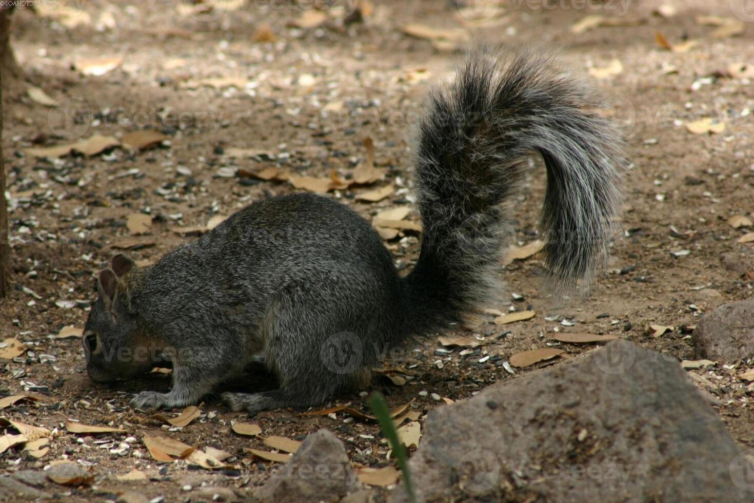 Squirrel close view background. Cute little squirrel in its natural habitat photo