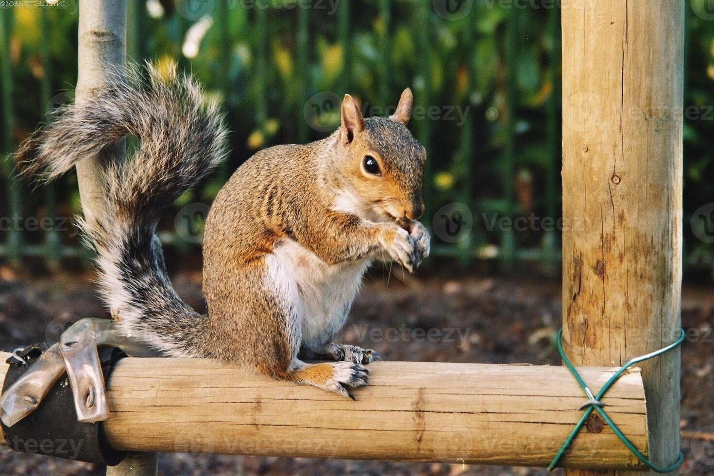 Squirrel close view background. Cute little squirrel in its natural habitat photo