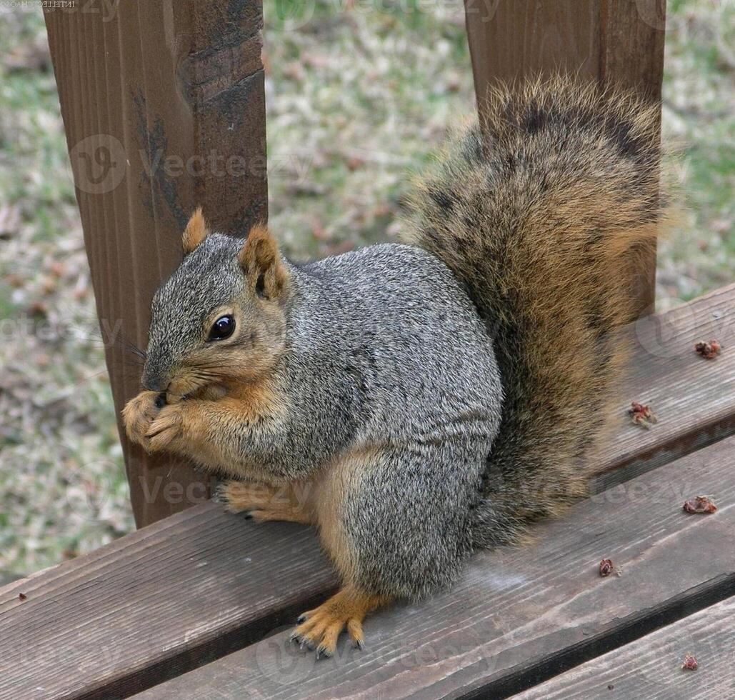 Squirrel close view background. Cute little squirrel in its natural habitat photo