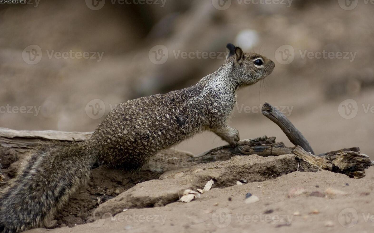 Squirrel close view background. Cute little squirrel in its natural habitat photo