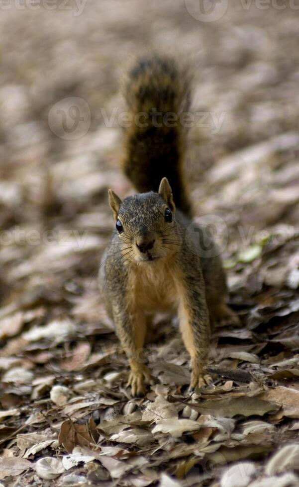 Squirrel close view background. Cute little squirrel in its natural habitat photo