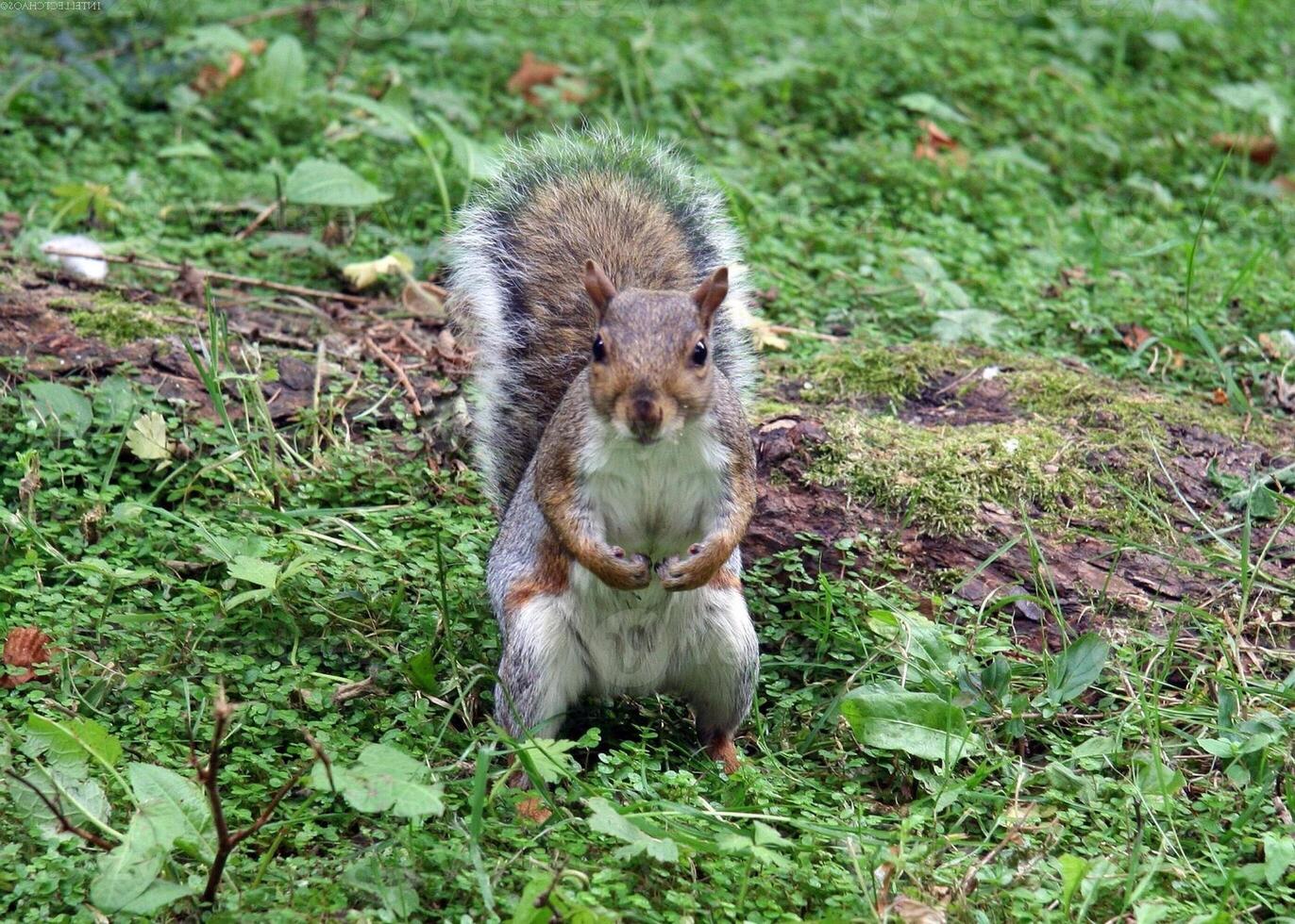 Squirrel close view background. Cute little squirrel in its natural habitat photo