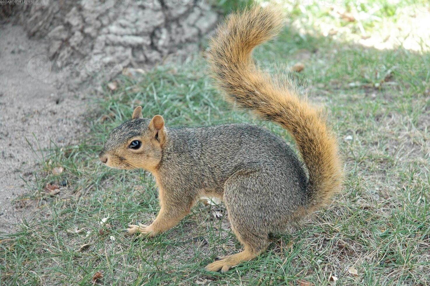 Squirrel close view background. Cute little squirrel in its natural habitat photo
