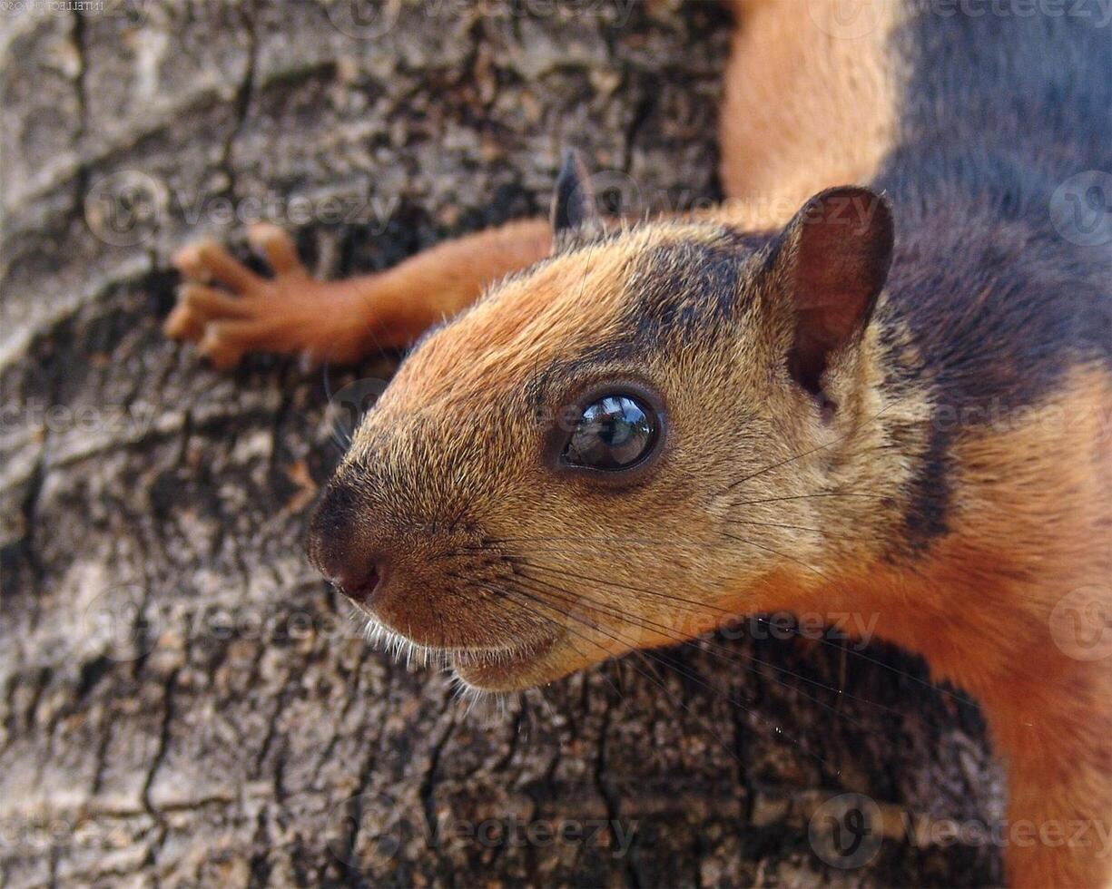 Squirrel close view background. Cute little squirrel in its natural habitat photo