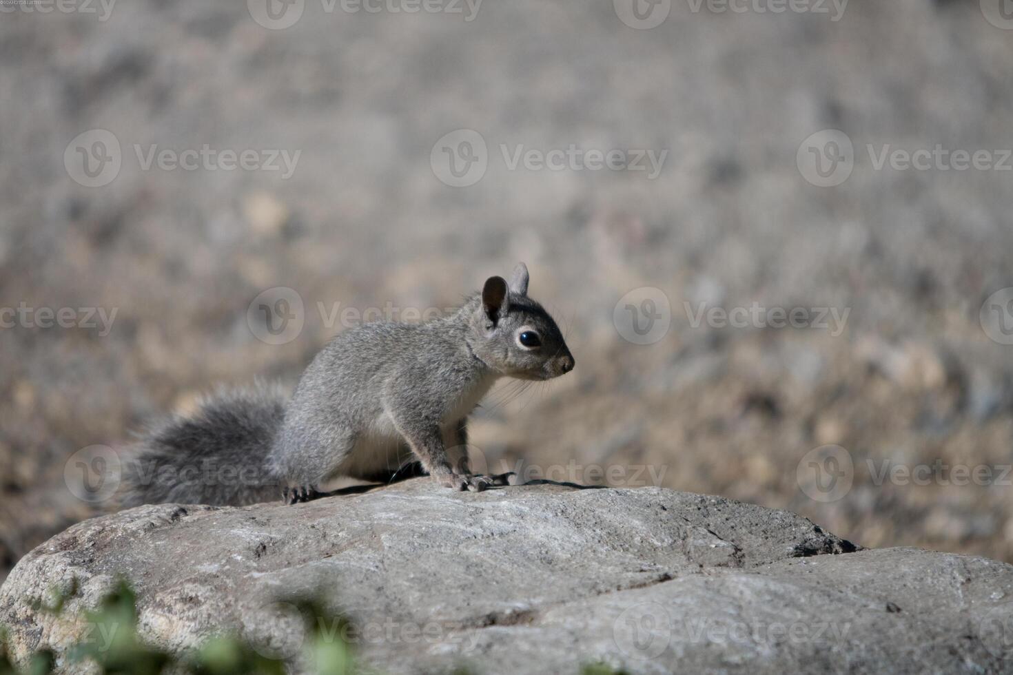 Squirrel close view background. Cute little squirrel in its natural habitat photo