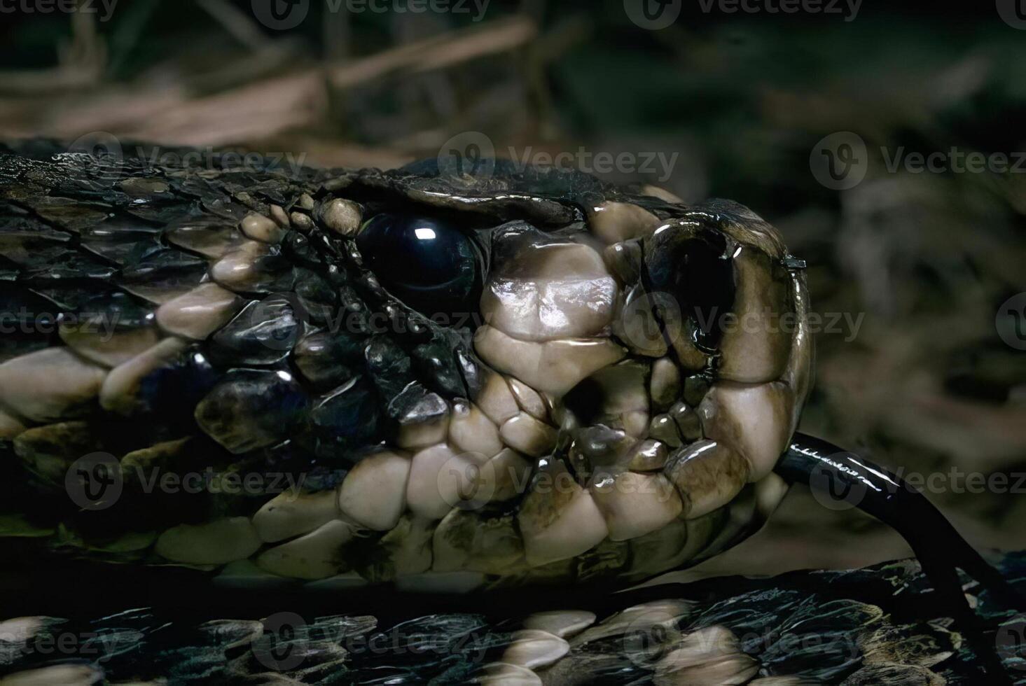 Snake close view, dangerous snake in its natural habitat background photo