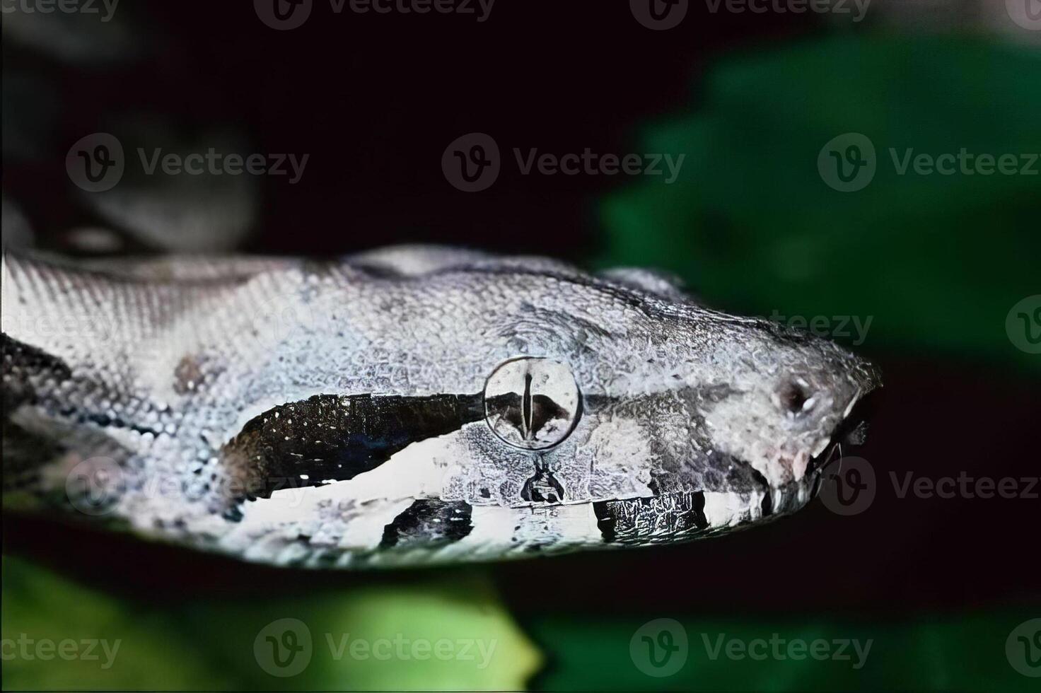 Snake close view, dangerous snake in its natural habitat background photo
