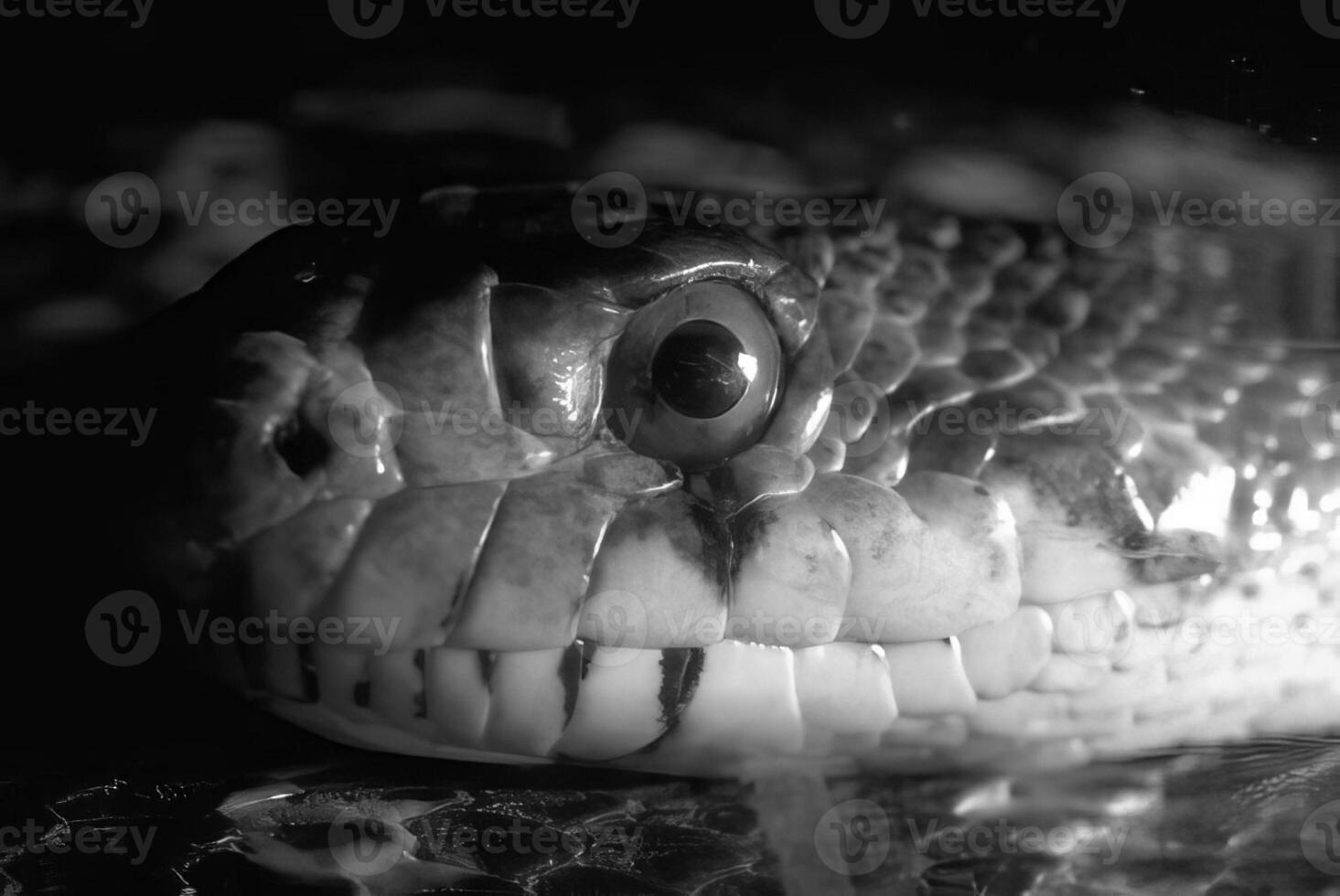 Snake close view, dangerous snake in its natural habitat black and white monochrome grayscale background photo