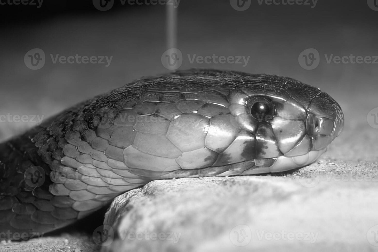 Snake close view, dangerous snake in its natural habitat black and white monochrome grayscale background photo