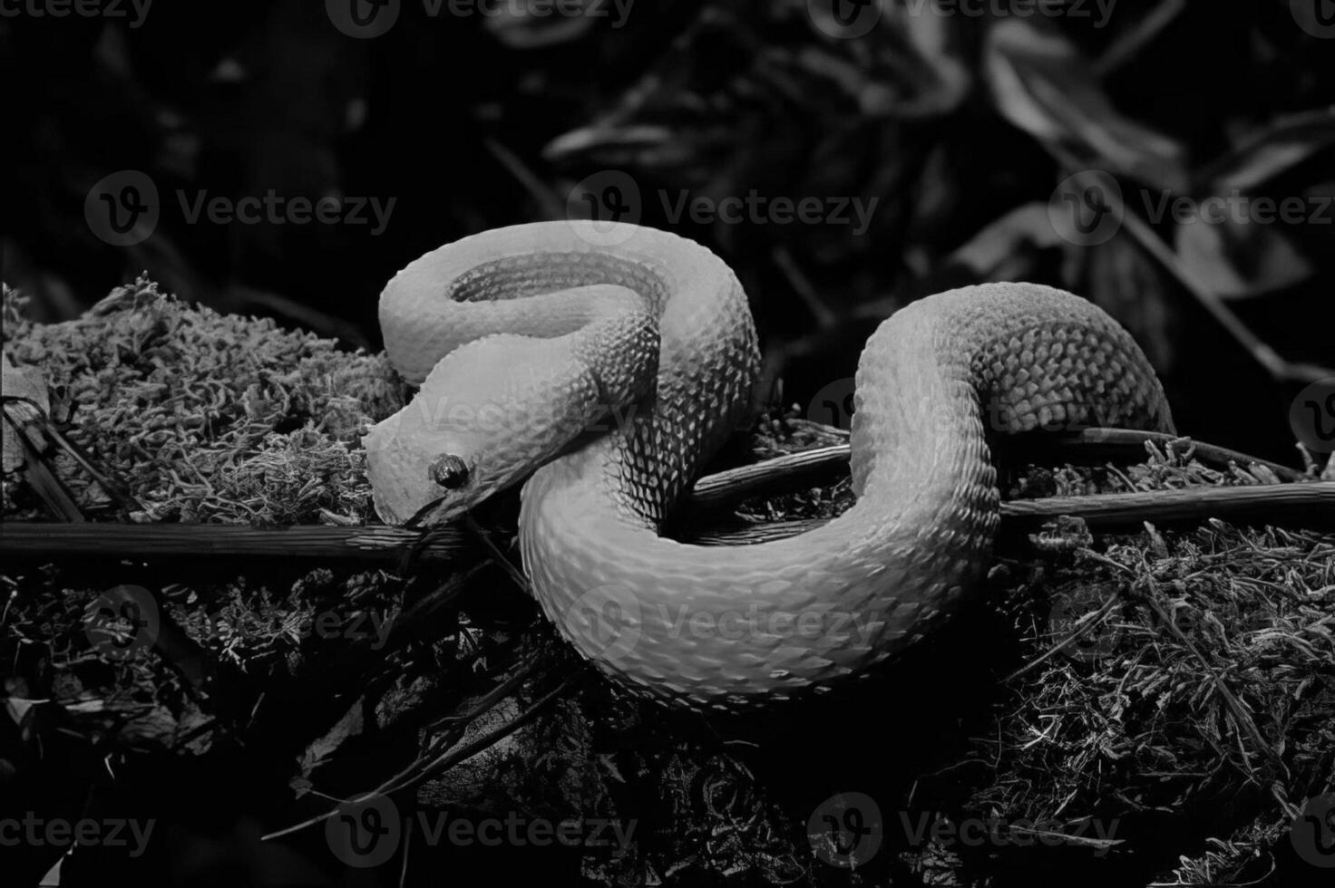 Snake close view, dangerous snake in its natural habitat black and white monochrome grayscale background photo