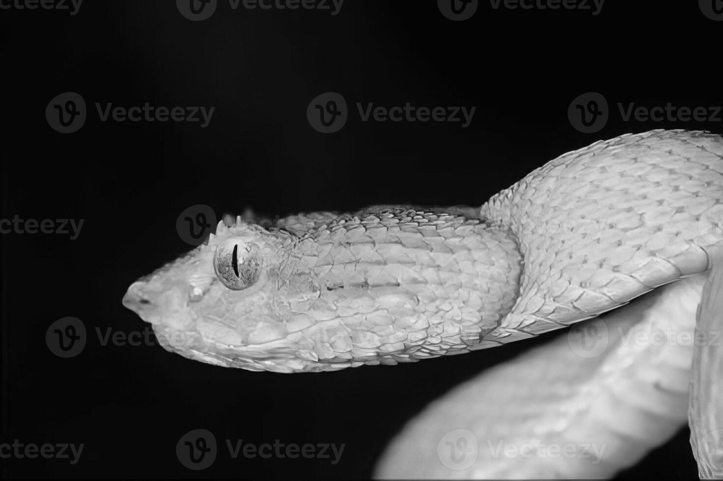 Snake close view, dangerous snake in its natural habitat black and white monochrome grayscale background photo