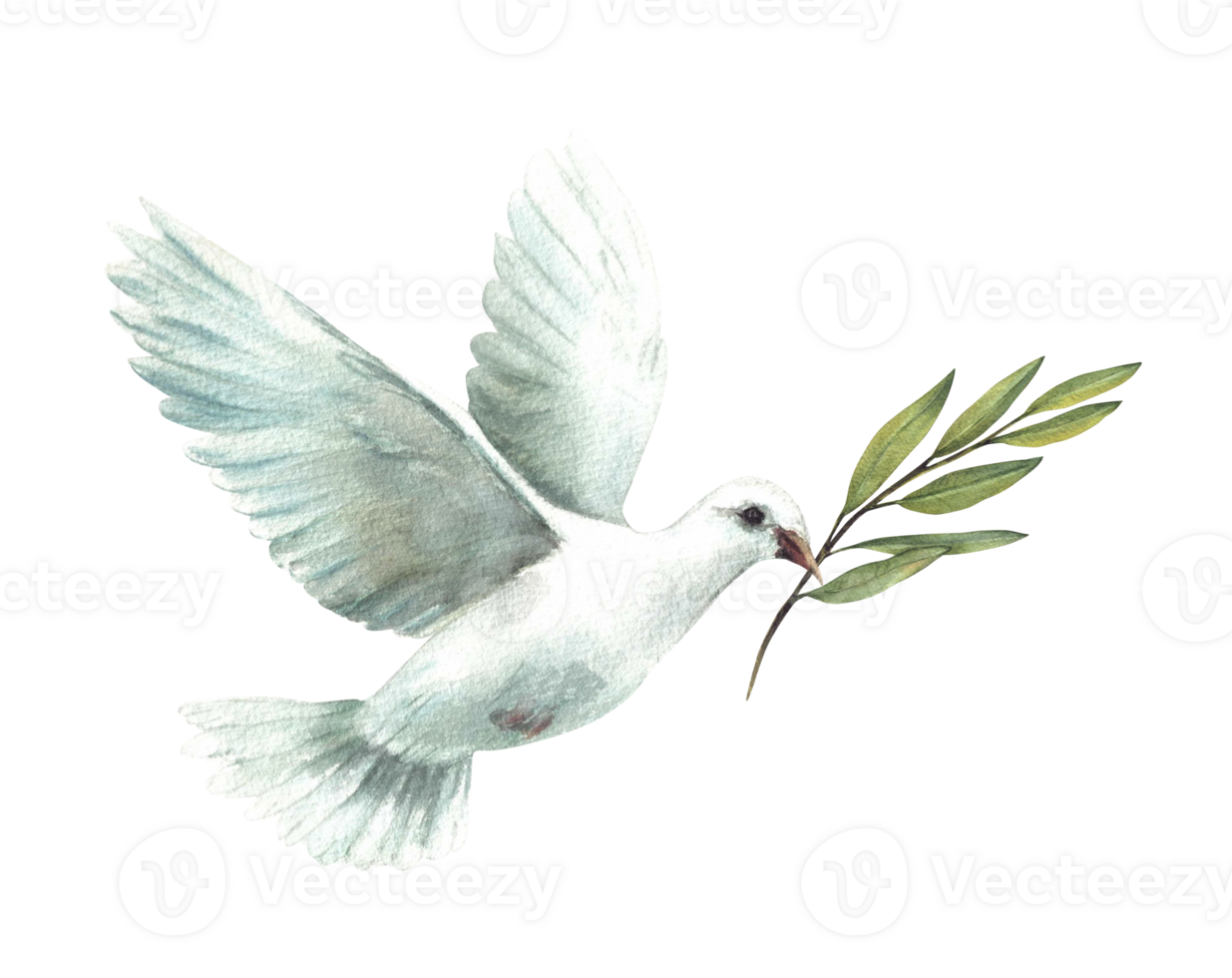 Pigeon with olive green branch. White flying dove bird, symbol of peace, religious sign. Watercolor hand drawn illustration for card, invitation for first communion, Baptism. Isolated from background png
