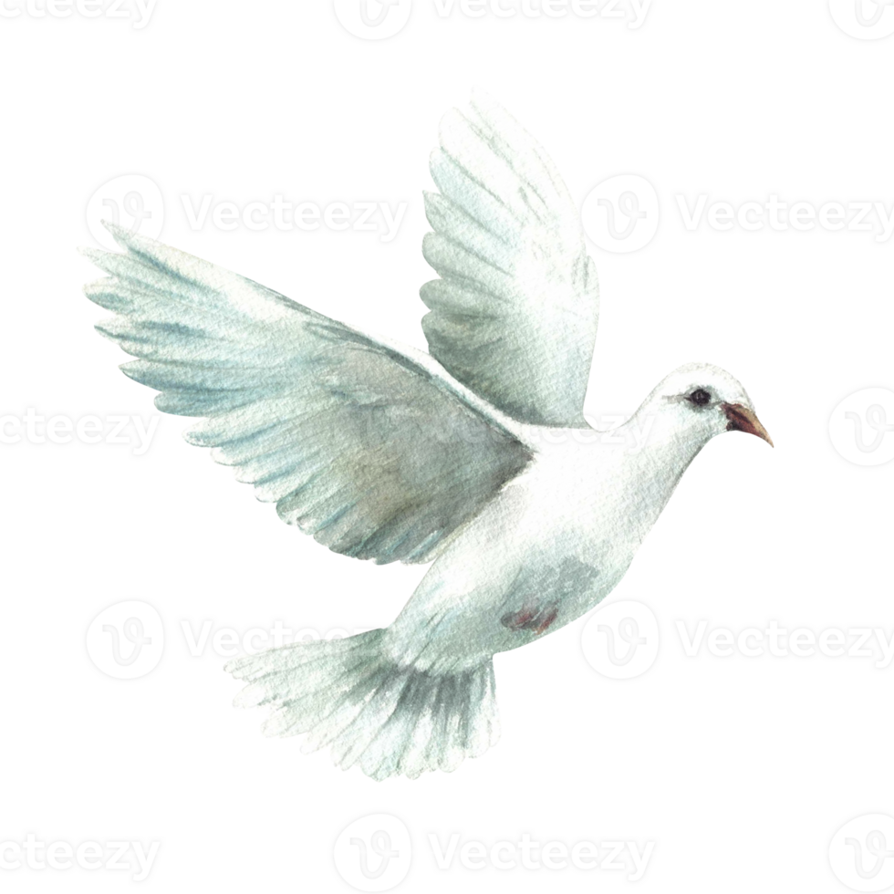 Pigeon. White flying bird, symbol of peace, religious sign Watercolor hand painted illustration in realistic style for greeting card, invitation for first communion, Baptism. Isolated from background png
