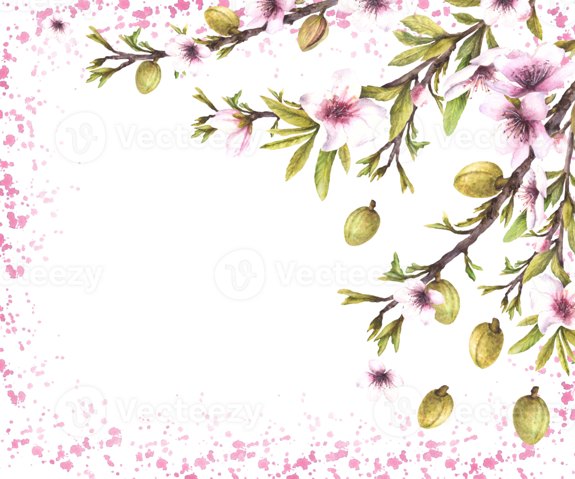 Almond tree branch with nuts, green leaves and pink flowers. Botanical banner template on watercolor splashes, stains background. hand drawn illustration. Floral isolated Clipart for card, label. png