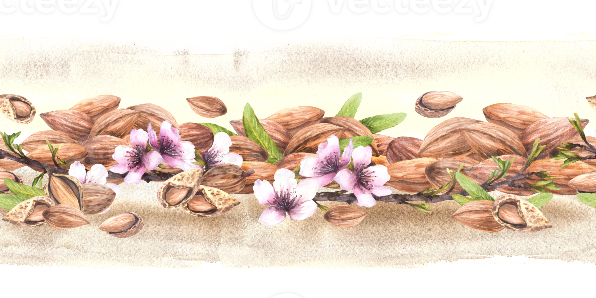 Almond nuts, tree branch with leaves and flowers seamless border on watercolor splashes, brush stroke background. Spring, food nuts horizontal patter, label print. Isolated hand painted illustration png