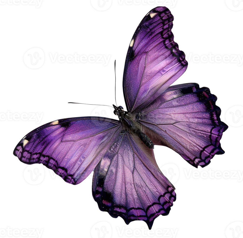 Realistic purple butterfly with detailed, textured wings displayed in full symmetry, on transparent background. Ideal for nature, wildlife, or artistic design themes. Cut out element. png