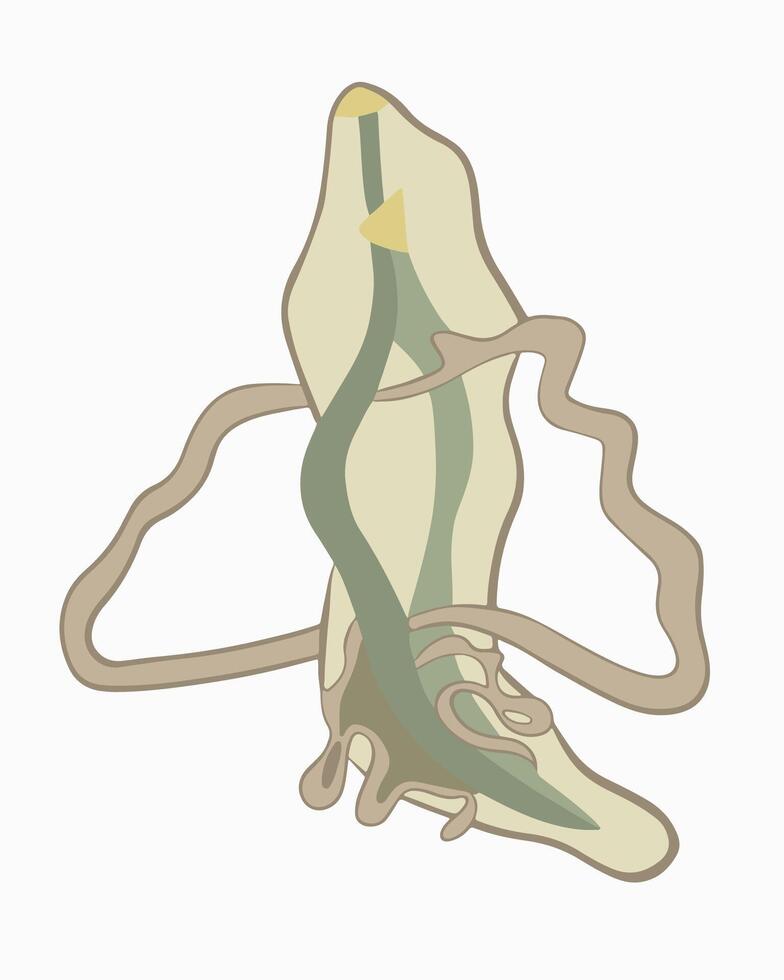 Illustration of the structure of a roundworm on a white background. vector