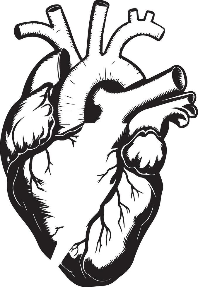 A drawing of a heart illustration vector