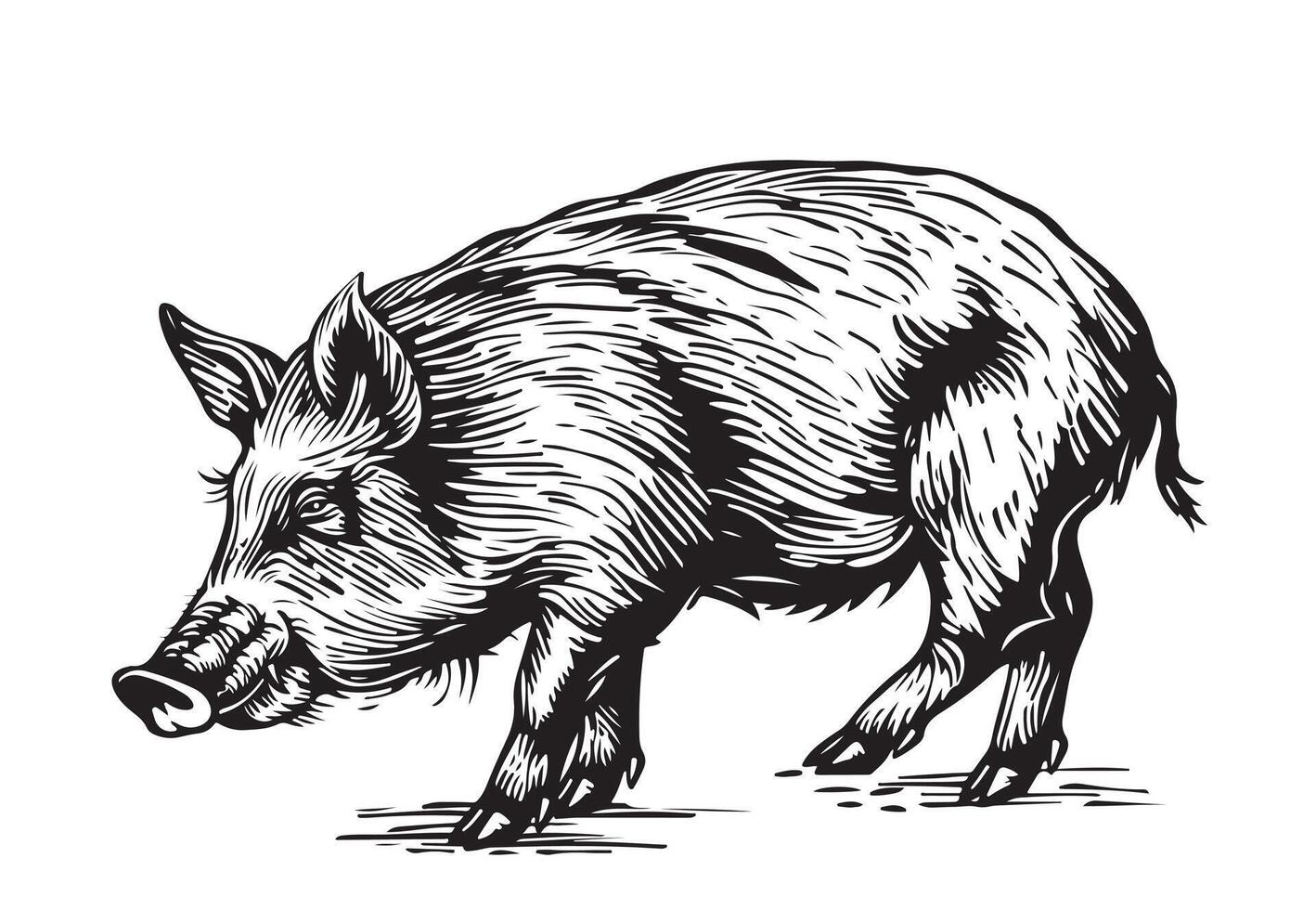 Wild boar, black and white illustration vector