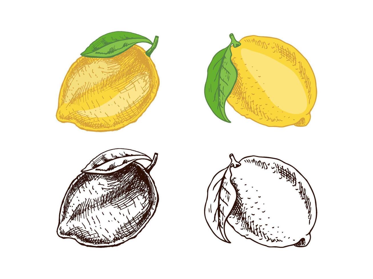 Artistic Lemon and Citrus Sketch. Perfect for Menus and Design Projects vector