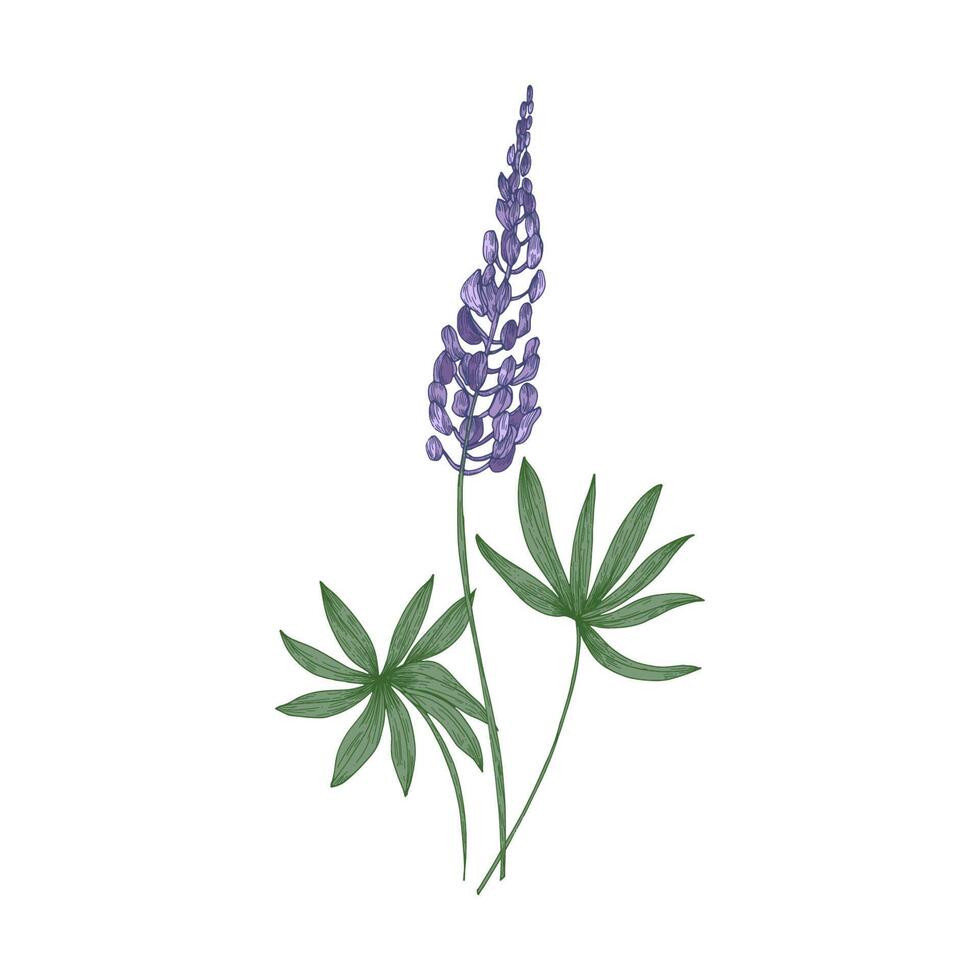 Elegant botanical drawing of Lupine purple flowers and green leaves isolated on white background. Beautiful wild meadow flowering herbaceous plant. Floral illustration in vintage style vector