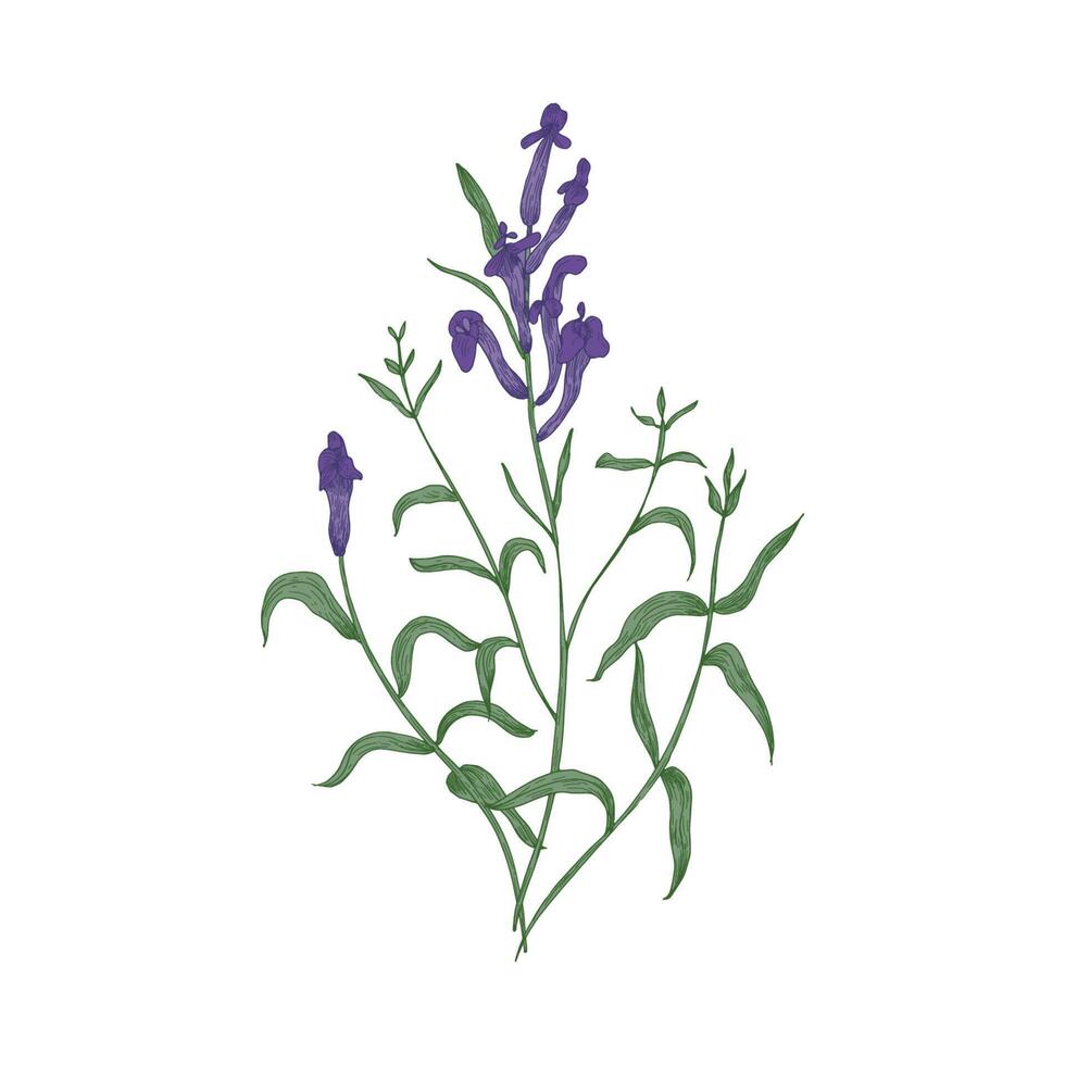 Gorgeous Baikal skullcap flowers and leaves hand drawn on white background. Beautiful flowering plant, herb used in traditional medicine or phytotherapy. Elegant illustration in vintage style vector