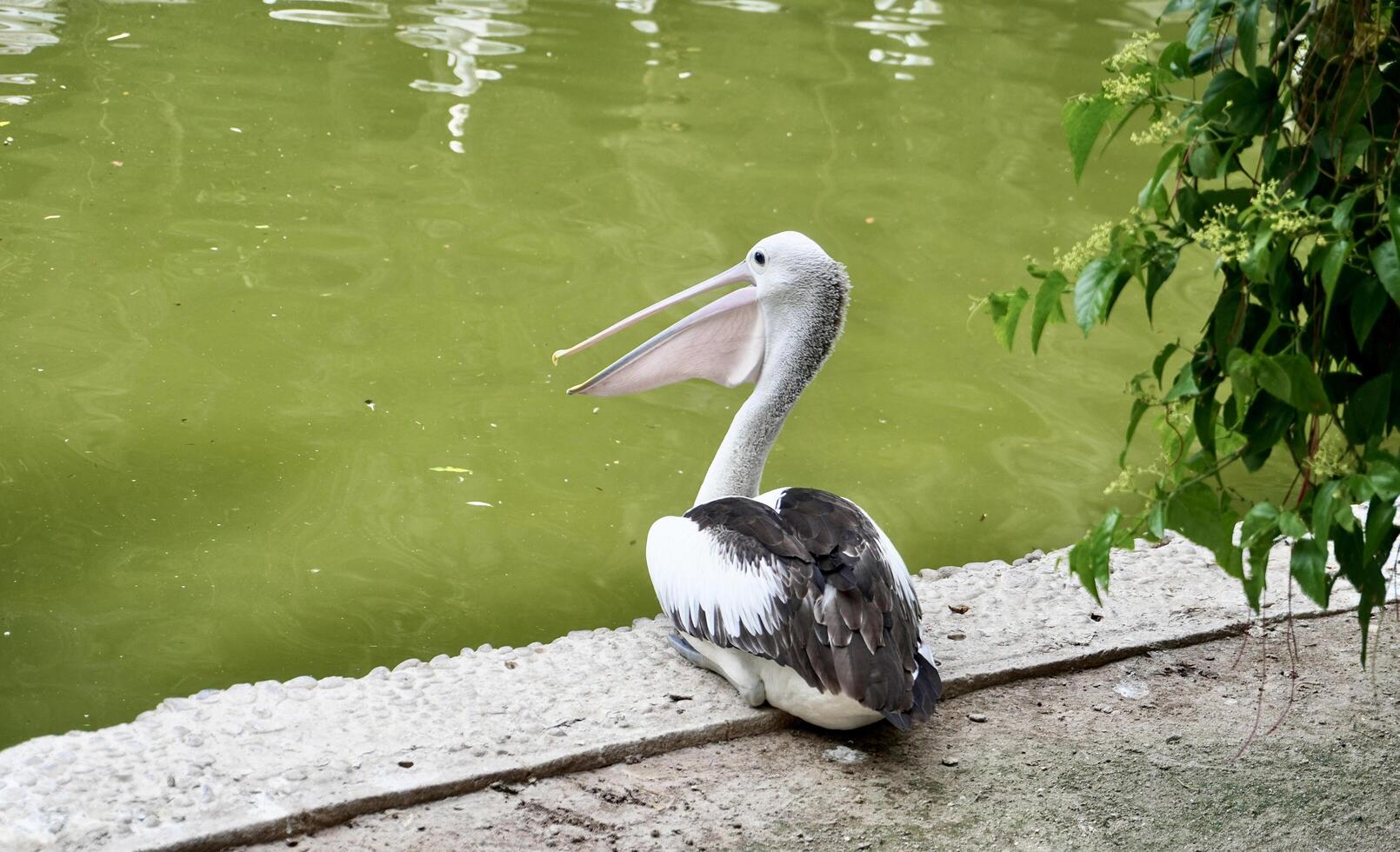 Cute pelican bird with white and black feathers and large open beak sitting on stone ground flooring isolated on horizontal green lake water background. photo