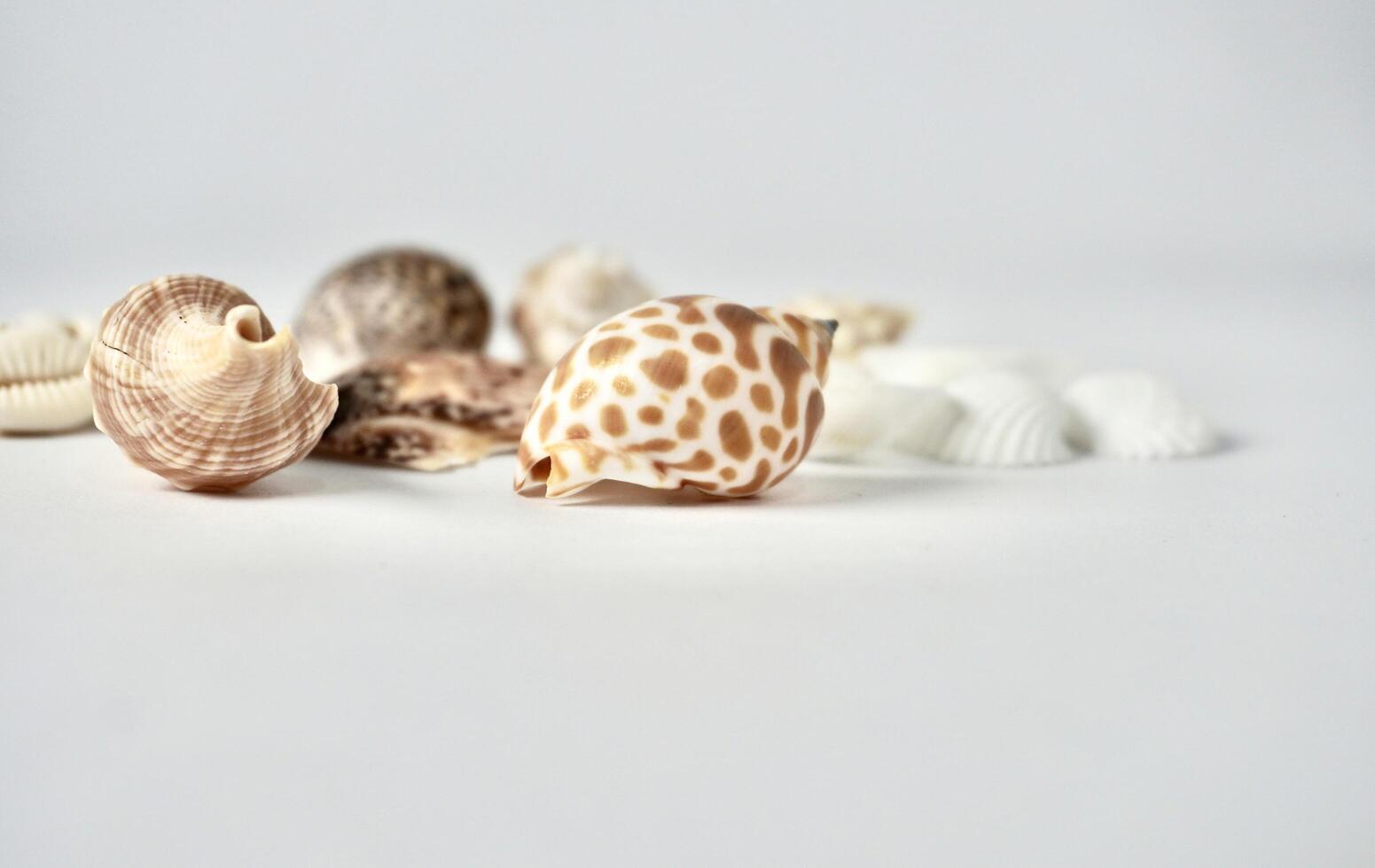 Group of snail sea shells objects isolated on horizontal copy spaced white background. photo