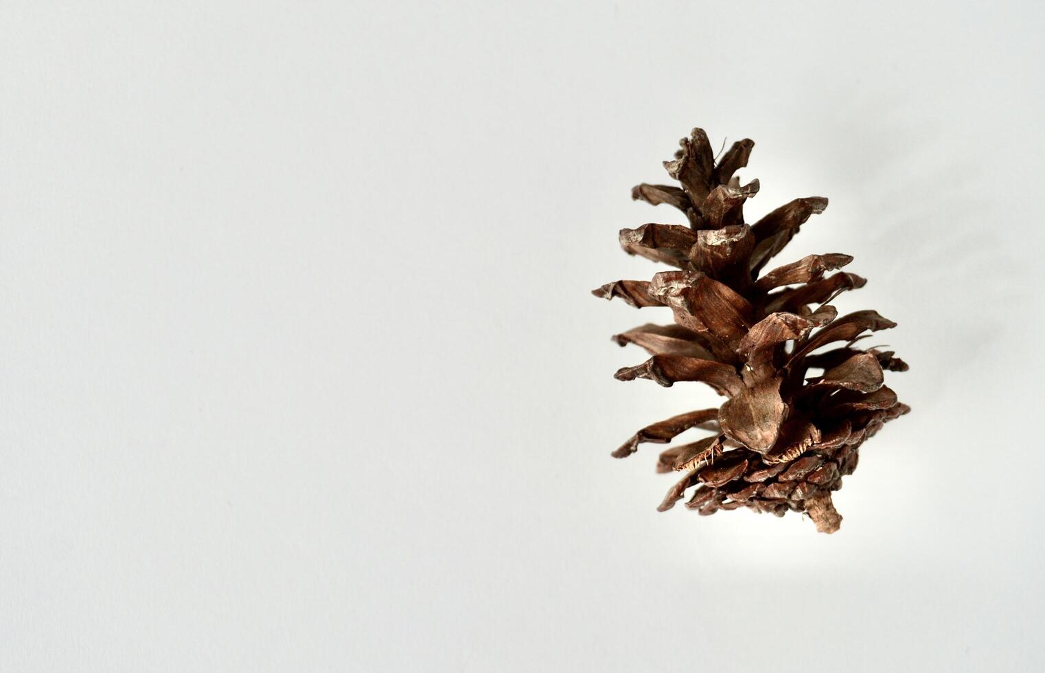 Decorative one brown pine cone seed object isolated on horizontal copy spaced white background. photo