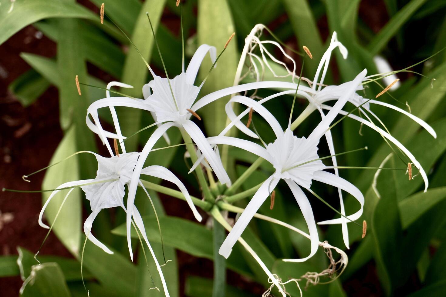 Group of white beach spider lily flowers isolated on horizontal brown soil and green leaves background. photo
