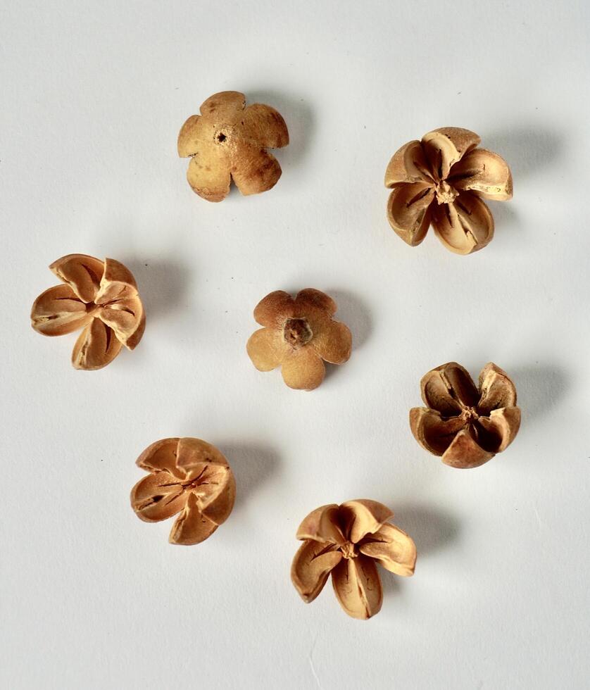 Decorative bleached schima wallichii or puspa seed object isolated on vertical white background. photo