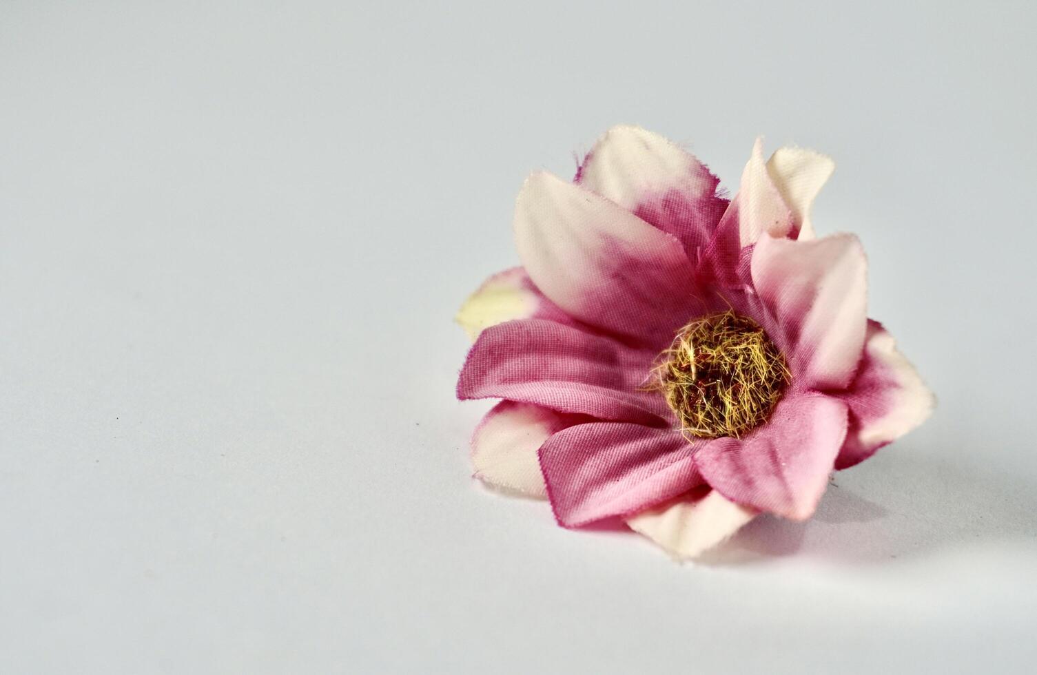 One decorative colorful pink small flowers display object isolated on horizontal copy spaced white background. photo