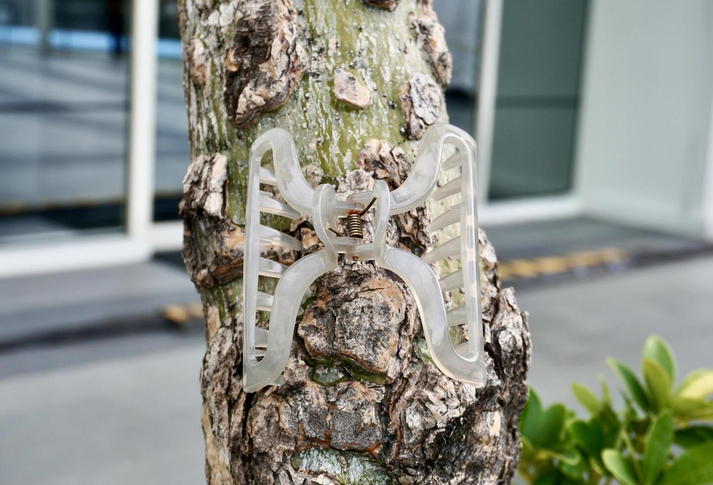 Old gray hair claw clip attached on tree trunk isolated on horizontal ratio green leaves and building exterior background. photo
