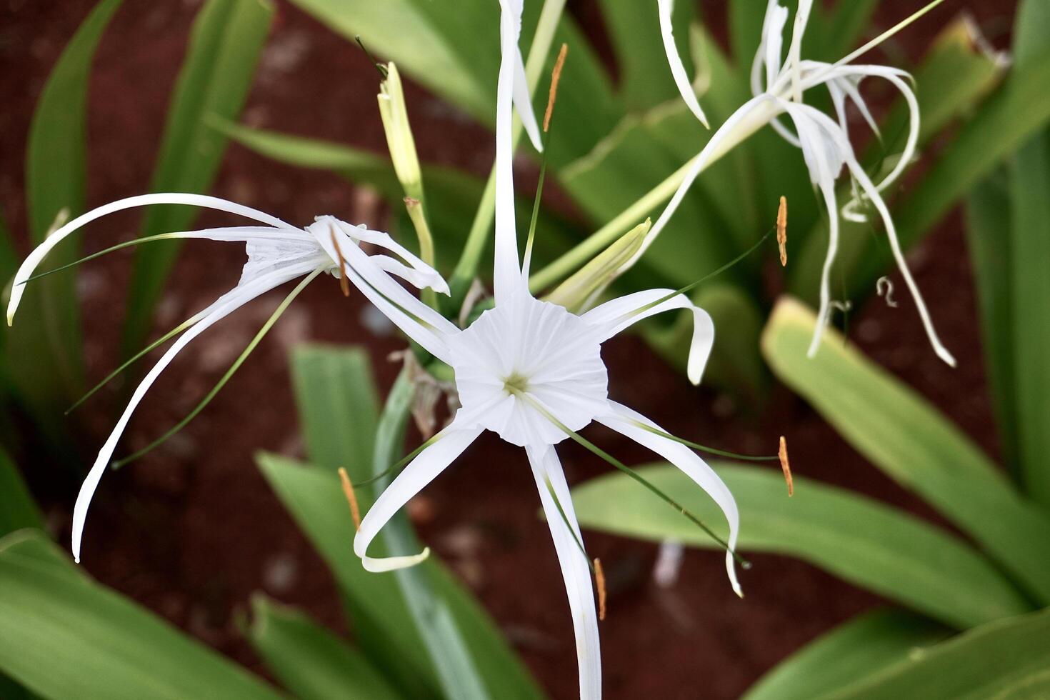 White beach spider lily flowers isolated on horizontal brown soil and green leaves background. photo