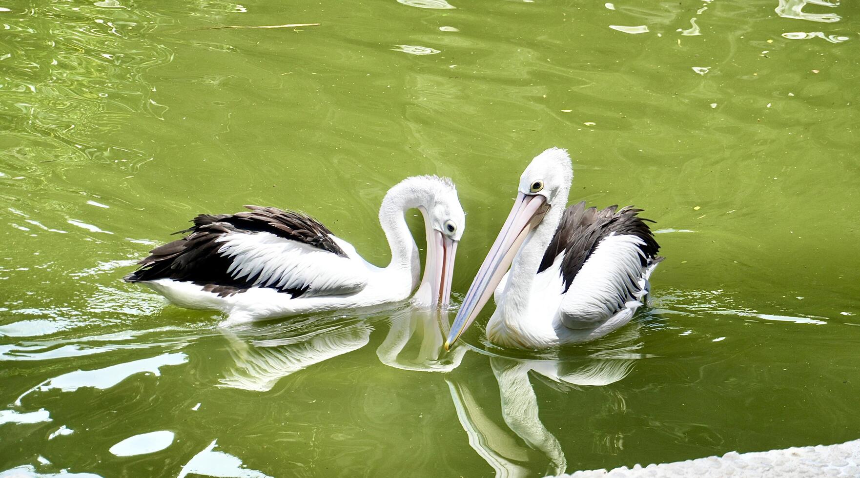 Cute two pelican bird with white and black feathers and large beak isolated on horizontal green lake water background. photo
