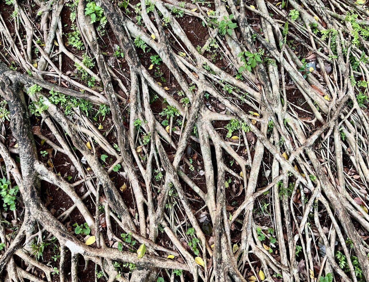 Bunch of messy tree roots above ground isolated on horizontal ratio soil and small green plants background. photo