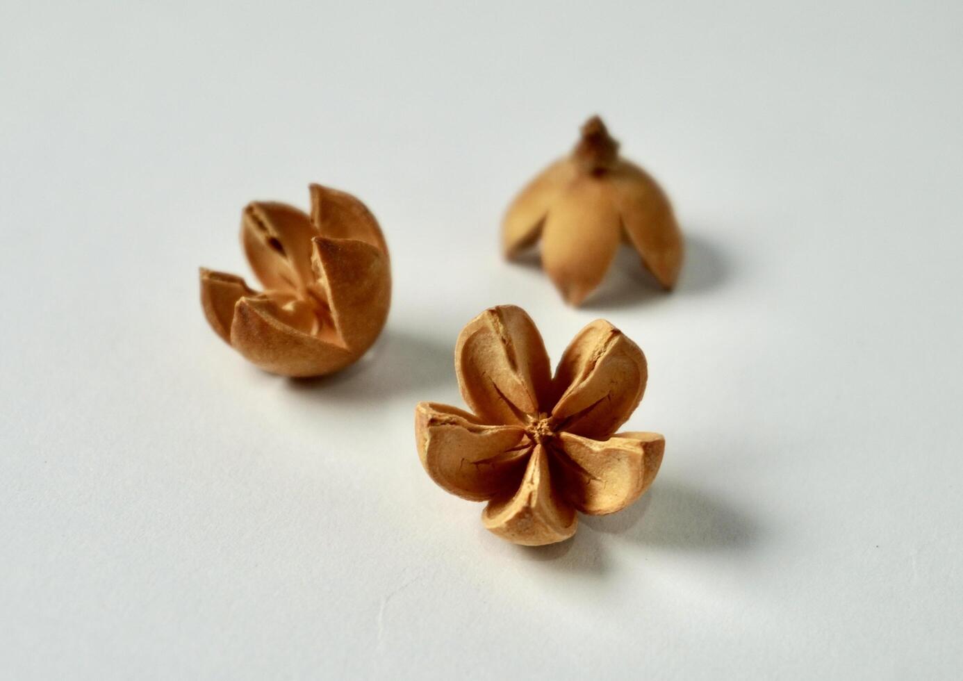 Decorative three bleached schima wallichii or puspa seed object isolated on horizontal white background. photo