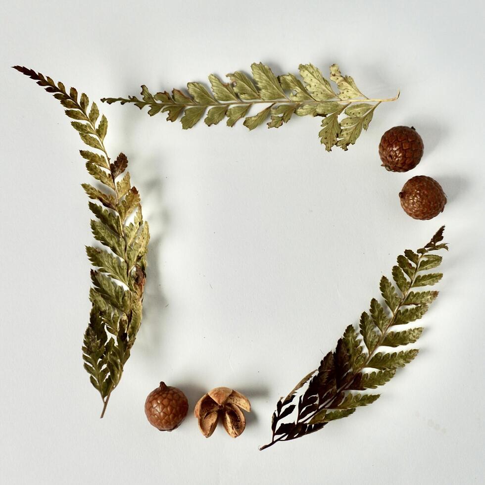 Decorative dry leaves and seeds ornaments object frame or border with square shape isolated on copy spaced white background. photo