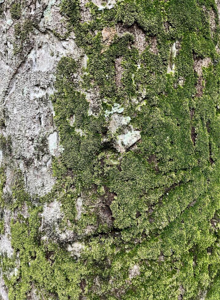 Grunge humid tree trunk surface texture with green molds isolated on vertical background. photo