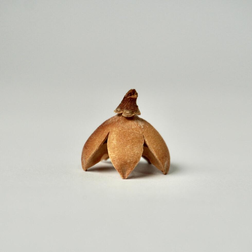 Decorative one upside down bleached schima wallichii or puspa seed object isolated on square white background. photo
