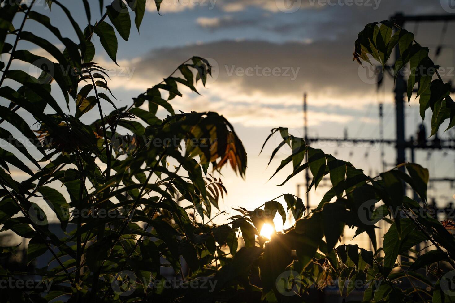 A beautiful minimalist sunset scene featuring silhouetted power lines and foliage, with a vibrant sky, representing tranquility, environment, and nature's contrast with technology. photo