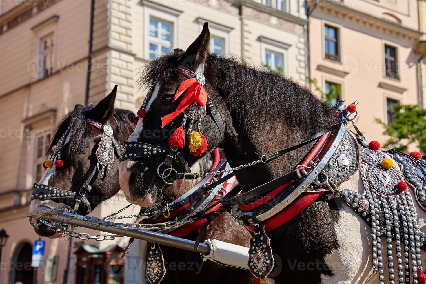 Two decorated horses standing in Krakow's main market square with st. Mary's basilica in the background on sunny day. Carriage for tourists in Krakow, Poland photo