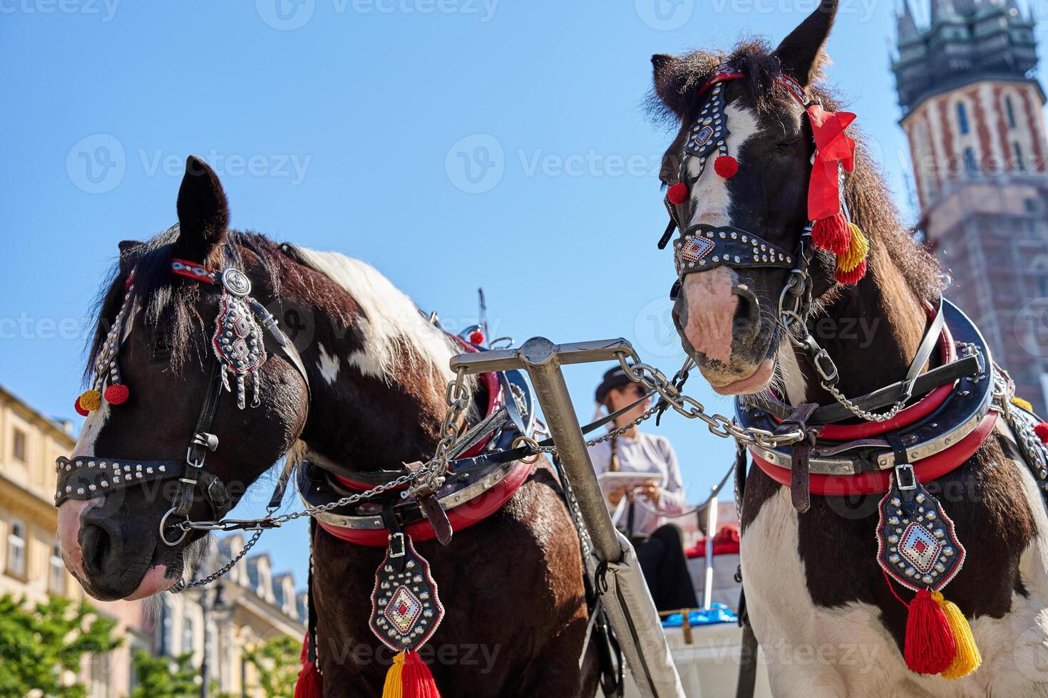 Two decorated horses standing in Krakow's main market square with st. Mary's basilica in the background on sunny day. Carriage for tourists in Krakow, Poland photo